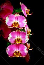 Multi colored pink orchids