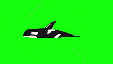 Killer Whale in the Water isolated on Green Screen