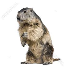 Alpine Marmot - Marmota marmota (4 years old)
