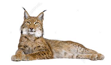Eurasian Lynx - Lynx lynx (5 years old)