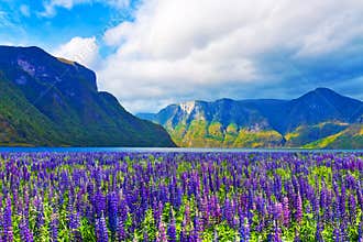 Scenic landscape of fjords in Norway