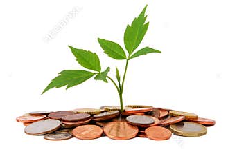 Small plant growing from coins