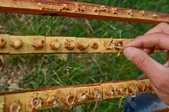Royal jelly is a special study
