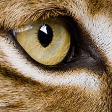 Close-up on a feline' eye - Eurasian Lynx