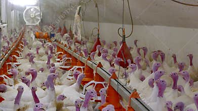 Farm for fattening turkeys