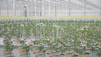 Young tomato seedlings grow in greenhouse on hydroponics in agroholding.