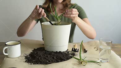 Woman planting aloe vera