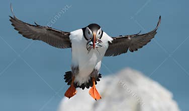 Atlantic Puffin