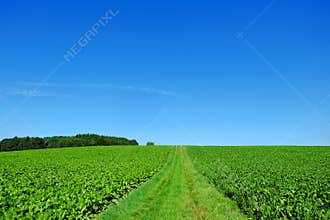 Lush green sugar beet fields by blue sky, arable farming