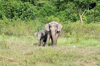 Wildlife of family Asian Elephant walking and looking grass for food in forest. Kui Buri National Park. Thailand