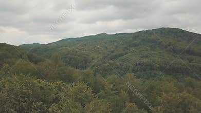 Aerial view flying over green tree tops of dense forest and over the mountains