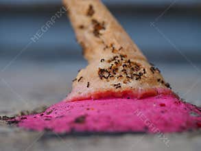 Ants on ice cream on floor