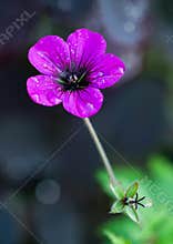Pink geranium, with fresh dew drops