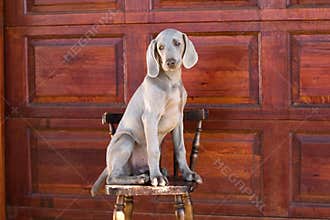 Dog weimaraner