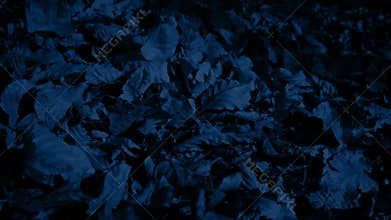 Crisp Leaves Blow Around At Night