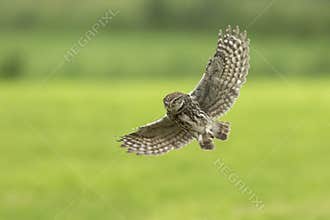Little owl, Athene noctua, hunting in flight spread wings