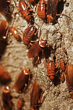 Cockroach