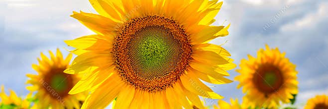 Summer web banner or backgrounds with flowers of sunflower