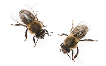 Worker bees