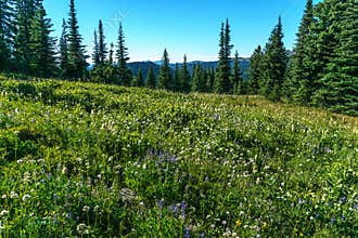 Alpine field fresh green meadows and blooming flowers and forest green mountain tops in the background