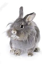 Grey rabbit