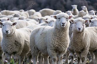 Sheep
