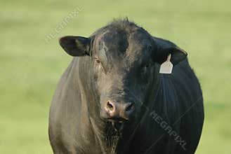 Black Angus bull