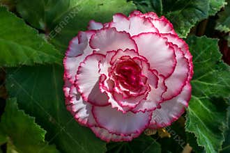 Big white flower at morning time with blurred background in the garden.