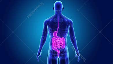 Stomach and intestine with Skeleton Body