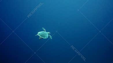 Hawksbill Sea Turtle swimming in blue water