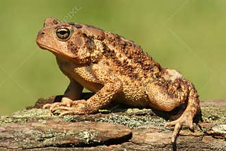 American Toad Bufo americanus