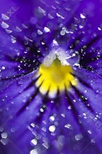 Drops of water on flower