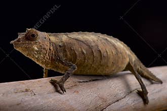 Cameroon Stumptail Chameleon, Rhampholeon spectrum