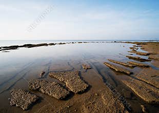 Gastropod Fossil Shell Beach, 75 millions years old
