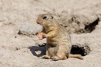 European ground squirrel Spermophilus citellus