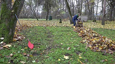 Female worker collect dry leaves into material bag sack and carry to compost. 4K