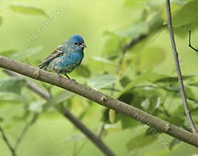 Indigo Bunting (Passerina cyanea)