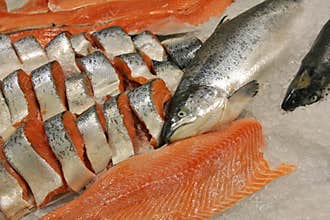Salmon
