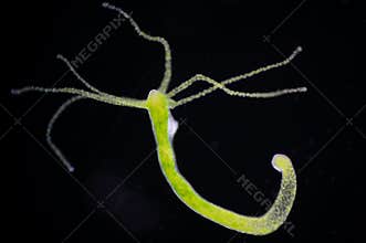 Hydra is a genus of small animals
