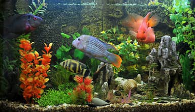 Exotic fish