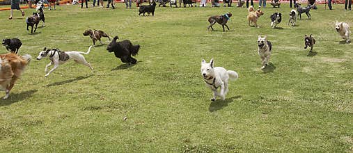 The Dogs Are Loose
