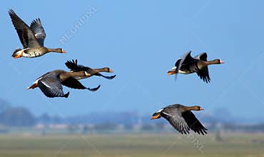 Flying geese