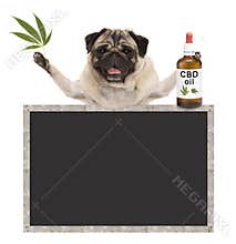 Smiling pug puppy dog, holding bottle of CBD oil and hemp leaf, with blank blackboard sign