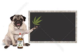 Smiling pug puppy dog with bottle of CBD oil and hemp leaf, with blank blackboard sign