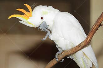 Citron-crested cockatoo
