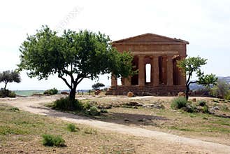 Greek temple & olive tree