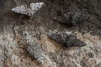 Peppered moth & x28;Biston betularia& x29; melanic and light form