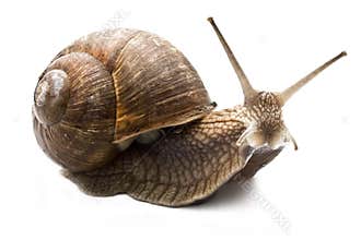 Snail