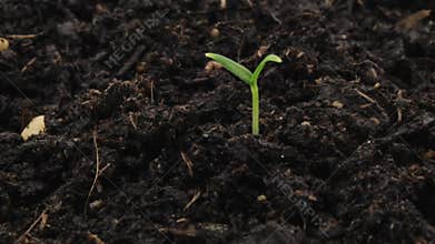 Time lapse growing seedling with water drop