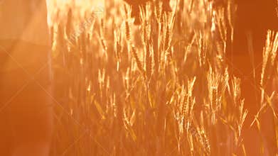 Couple in love at sunset in wheat